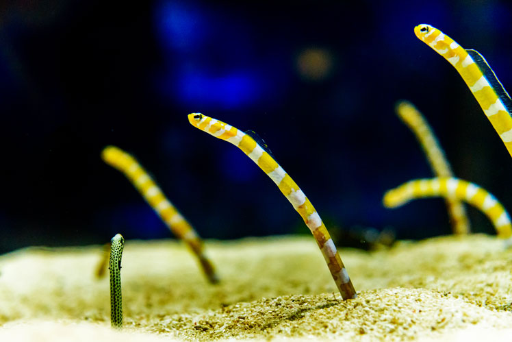 Садовые угри (garden eels)
