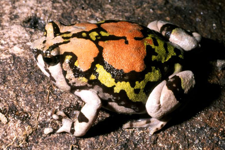 Райдужна жаба, що риє (rainbow burrowing frog), широко відома як Малагасійська райдужна жаба (Malagasy rainbow frog)