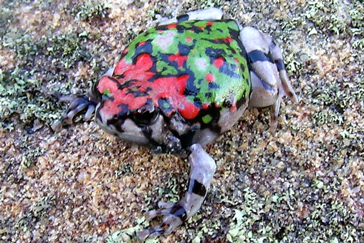 Радужная роющая лягушка (rainbow burrowing frog), широко известная как Малагасийская радужная лягушка (Malagasy rainbow frog)