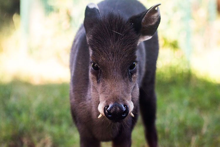 Хохлатый олень (tufted deer)