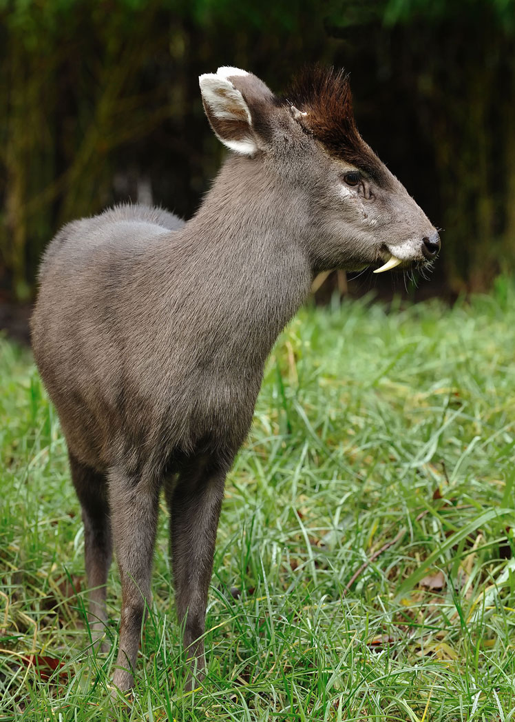 Хохлатый олень (tufted deer)