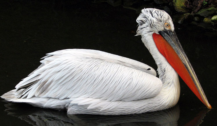 Кудрявый пеликан, или Далматинский пеликан (Dalmatian pelican)