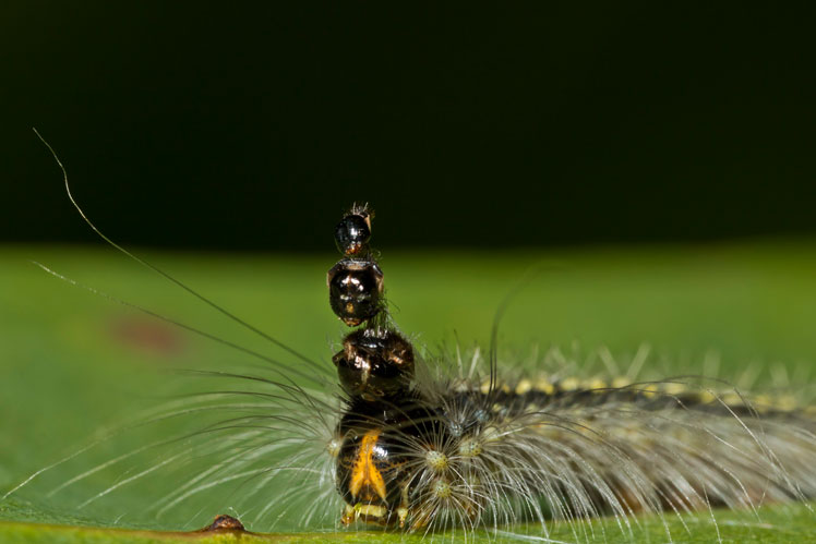 Эвкалиптный скелетонизатор (gum-leaf skeletoniser, uraba lugens) или безумная шляпница (mad hatterpillar)