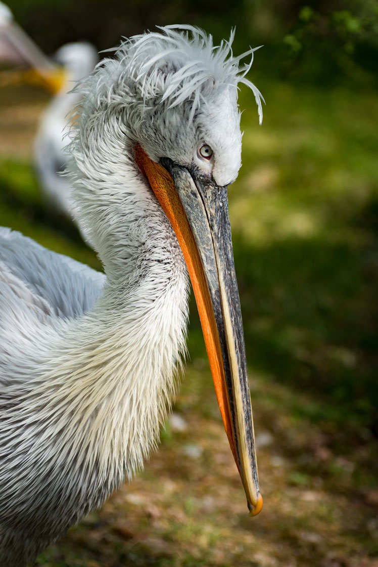 Кудрявый пеликан, или Далматинский пеликан (Dalmatian pelican)