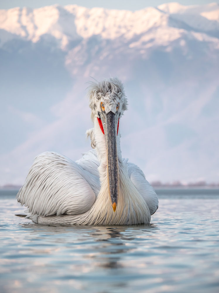 Кудрявый пеликан, или Далматинский пеликан (Dalmatian pelican)