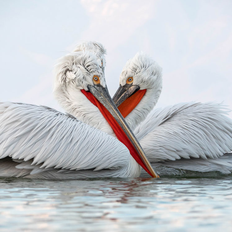 Кудрявый пеликан, или Далматинский пеликан (Dalmatian pelican)