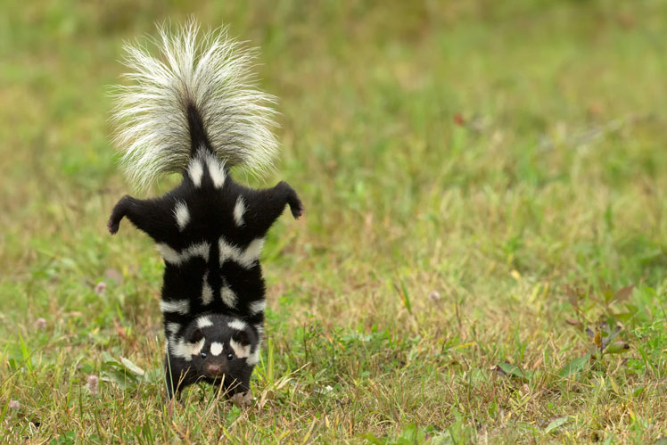 Пятнистый скунс, или восточный пятнистый скунс (eastern spotted skunk)