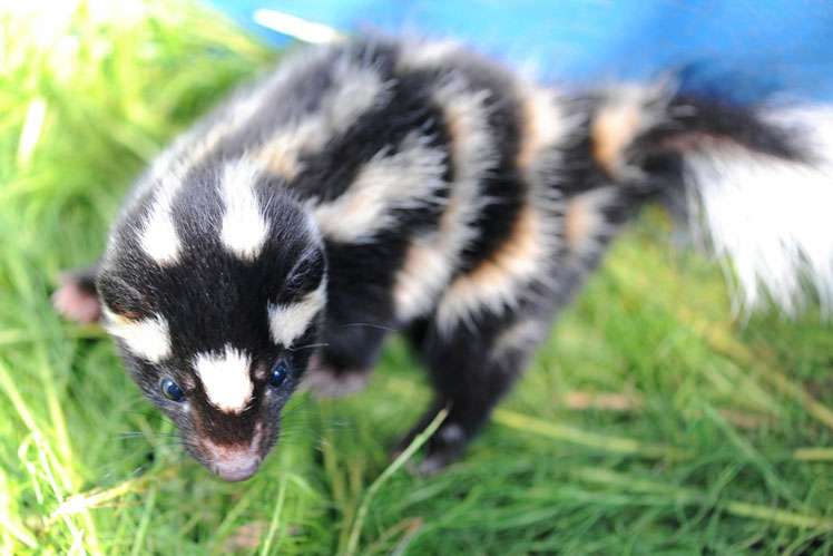 Пятнистый скунс, или восточный пятнистый скунс (eastern spotted skunk)