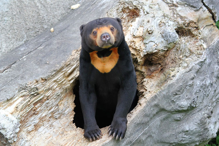 Сонячний ведмідь (sun bear), або малайський ведмідь