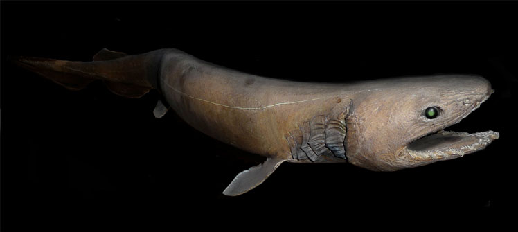 Плащеносна акула, або плащеносець (frilled shark)