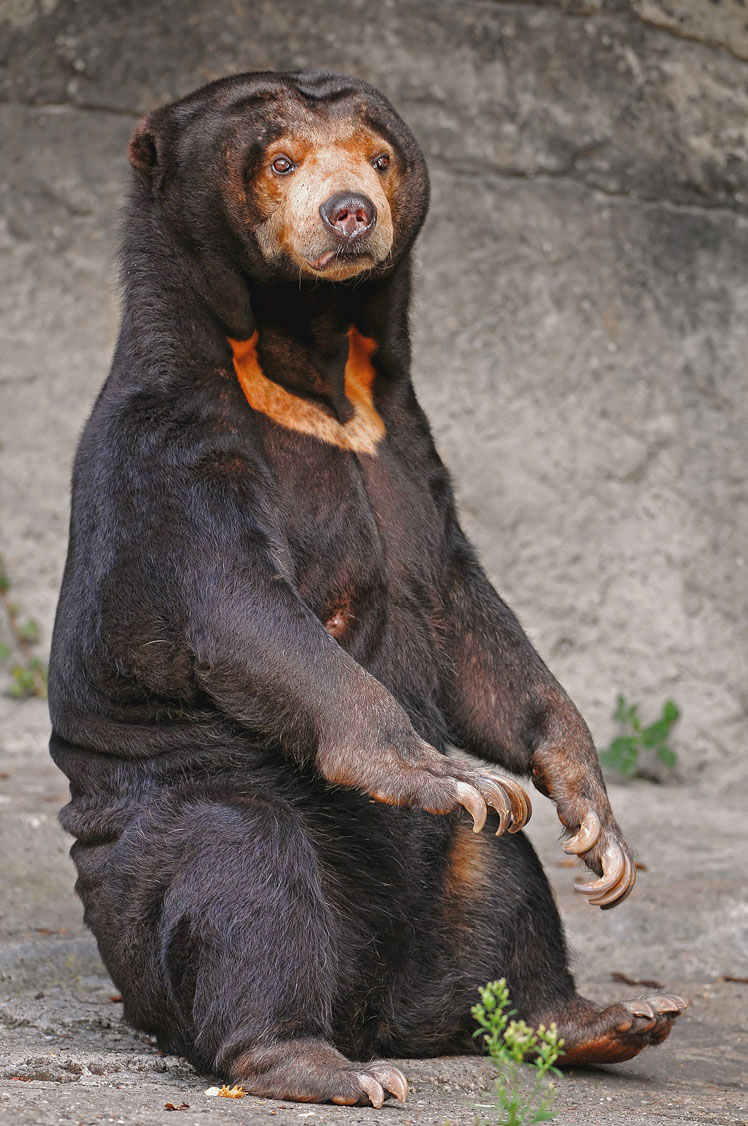 Сонячний ведмідь (sun bear), або малайський ведмідь