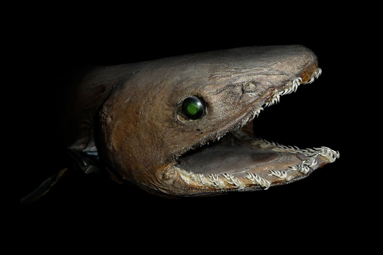 Плащеносная акула, или плащеносец (frilled shark)