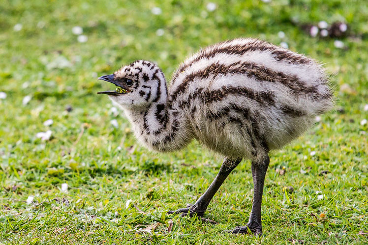 Эму (emu)