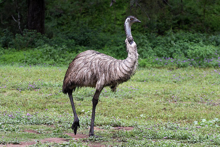 Эму (emu)