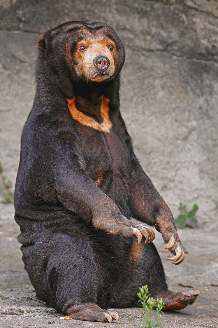 Солнечный медведь (sun bear), или малайский медведь