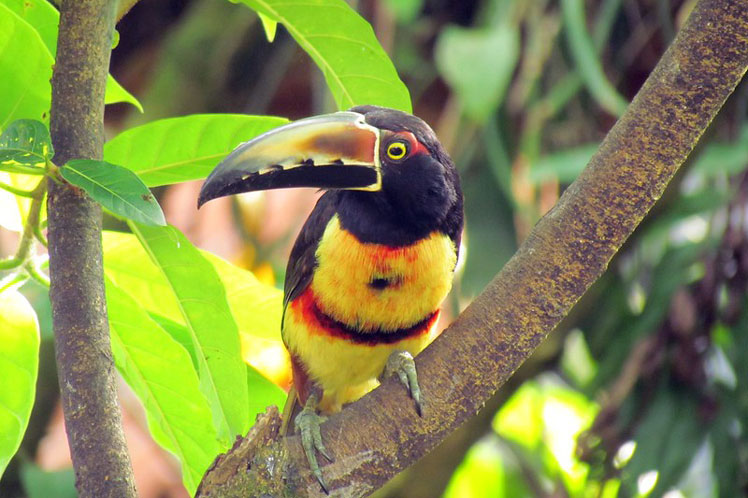 Арасари (aracari)