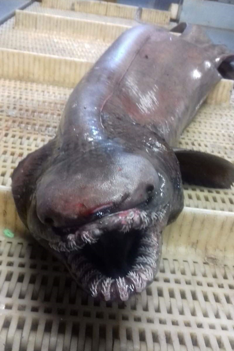 Плащеносная акула, или плащеносец (frilled shark)