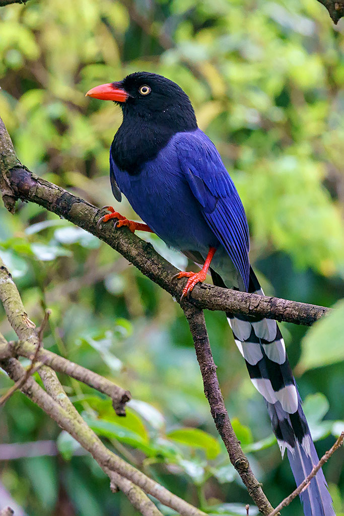 Тайваньская голубая сорока (Taiwan blue magpie) или толстоклювая лазоревая сорока