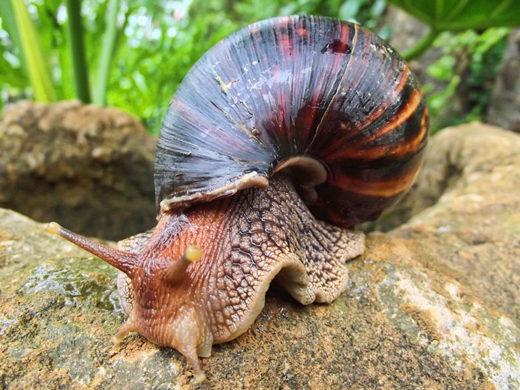 Гигантская западноафриканская улитка (giant West African snail) или Архатина маргината (Archachatina marginata)