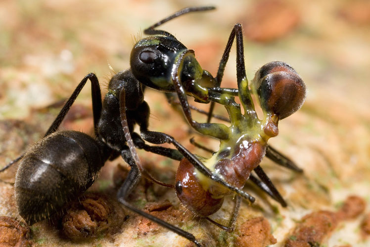 Муравьи-камикадзе или взрывающиеся муравьи (Colobopsis saundersi)