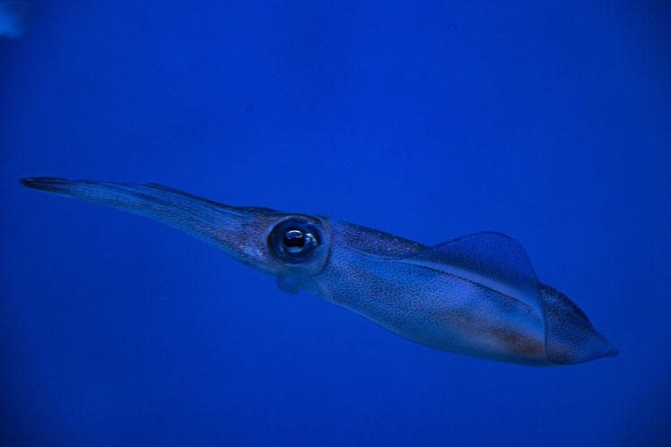 Кальмар-світлячок (firefly squid), також широко відомий у Японії як блискучий кальмар-еноп або хотару-іка