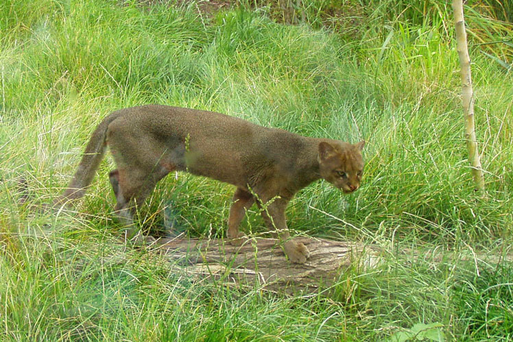 Ягуарунді (jaguarundi)