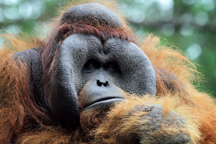 Калімантанський орангутан або Борнейський орангутан (Bornean orangutan)