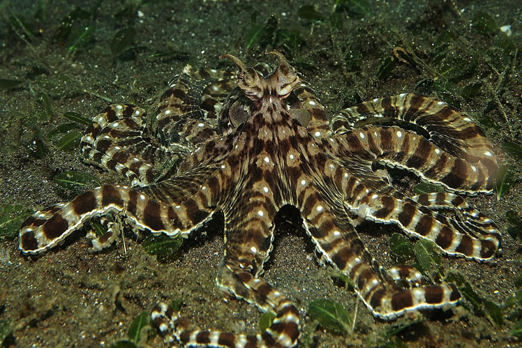 Мімічний восьминіг (mimic octopus)