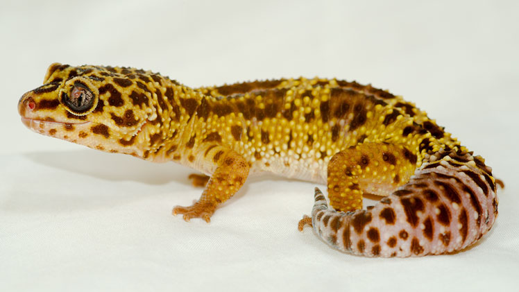 Leopard gecko (leopard gecko) hoặc eublefar đốm