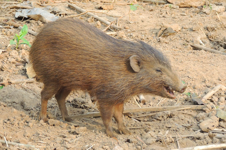 Карликова свиня, або карликовий кабанчик (pygmy hog)