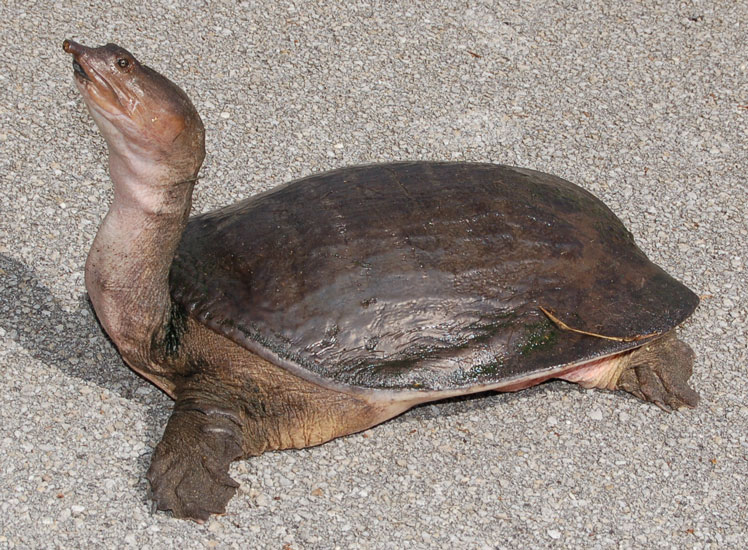 Far Eastern tortoise (or Chinese trionyx)