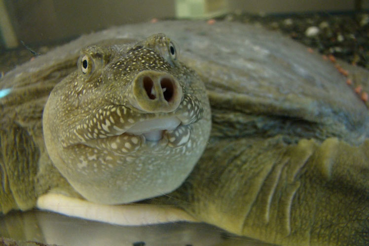 Fjernøstlig skildpadde (eller kinesisk trionyx)