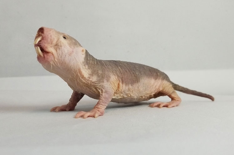 Naked mole rat