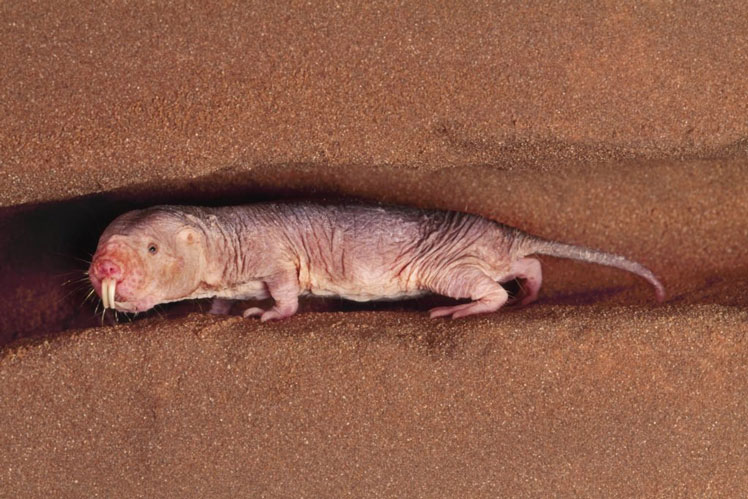 Naked mole rat