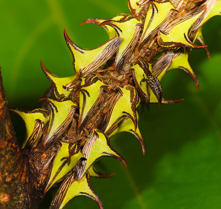 thorn beetle