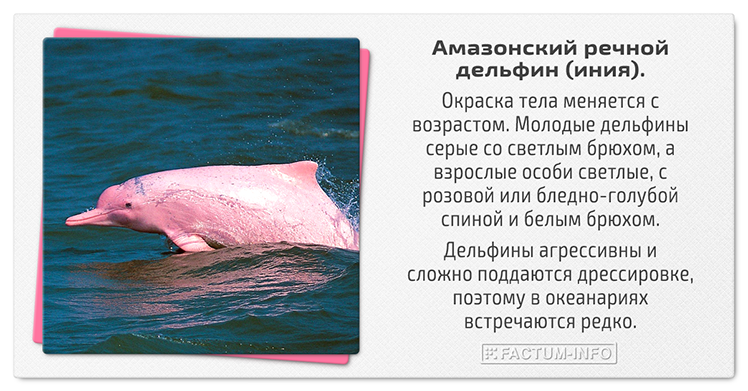 El delfín del río Amazonas (Inia) es de color rosa, agresivo e imposible de entrenar.