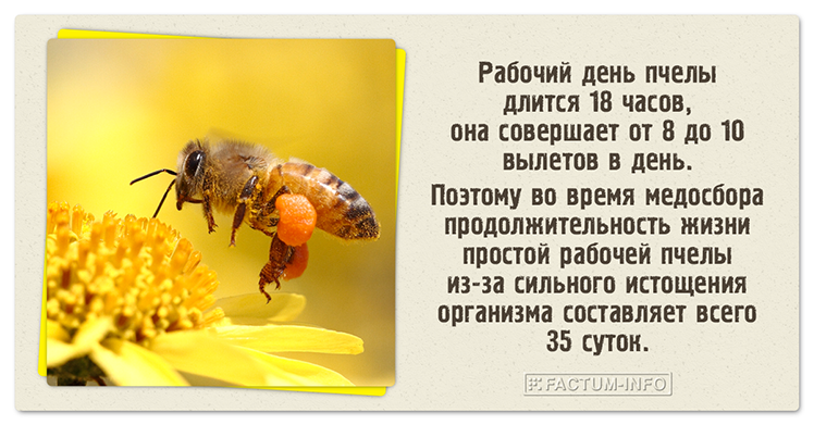 La jornada laboral de una abeja dura 18 horas, por lo que la esperanza de vida de una abeja es de solo 35 días.