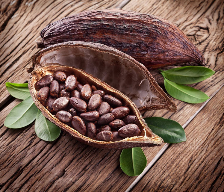 Chocoladeboomteelt en cacaoproductie