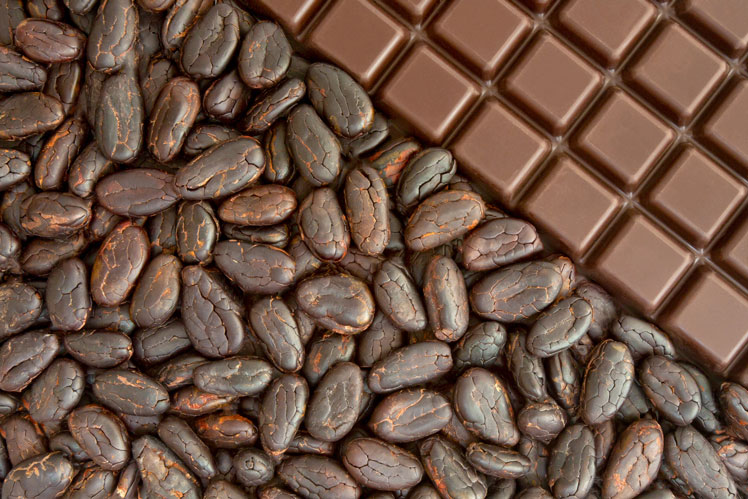 초콜릿 나무 재배 및 코코아 생산