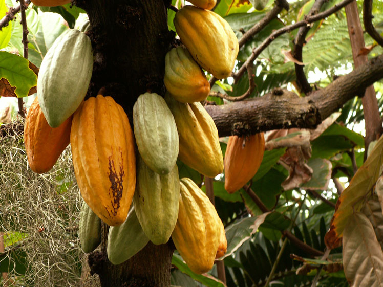 Csokoládéfa termesztése és kakaótermesztése