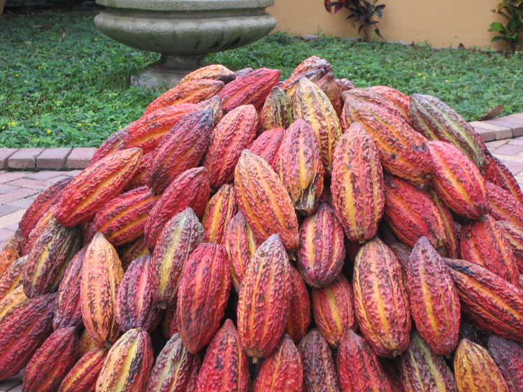 초콜릿 나무 재배 및 코코아 생산