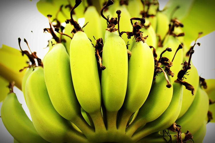Zajímavá fakta o banánech