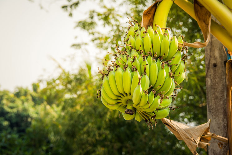 Zajímavá fakta o banánech