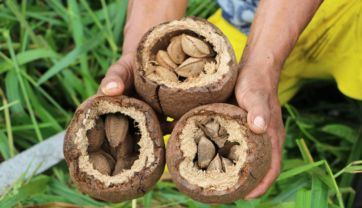 Kacang Brazil: tumbuh dan makan