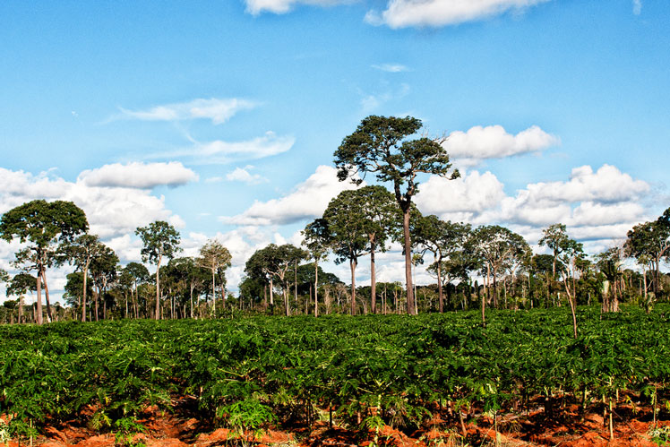Бразильские орехи: выращивание и употребление