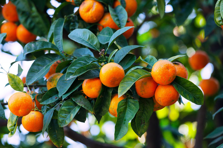 Wissenswertes über Mandarinen, Mandarinen und Clementinen