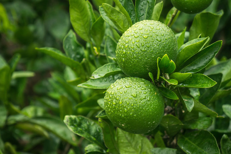 Wissenswertes über Mandarinen, Mandarinen und Clementinen