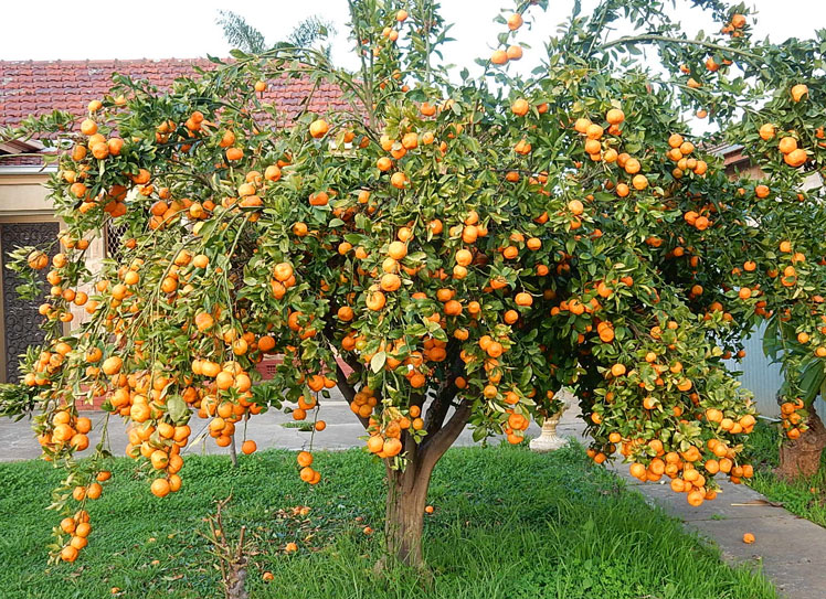 Wissenswertes über Mandarinen, Mandarinen und Clementinen