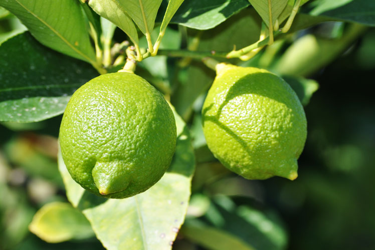 Intressanta fakta om att odla och lagra citroner