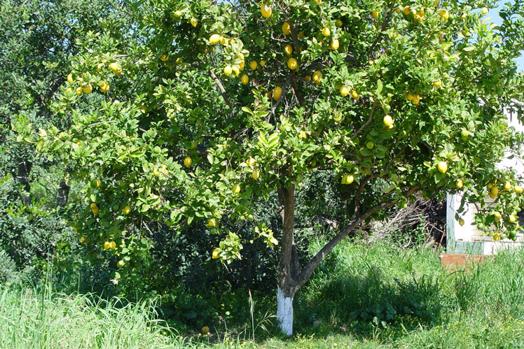 Interessante fakta om dyrkning og opbevaring af citroner